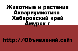 Животные и растения Аквариумистика. Хабаровский край,Амурск г.